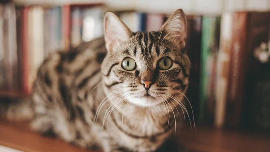 Imagen de archivo de un gato Imagen de archivo de un gato