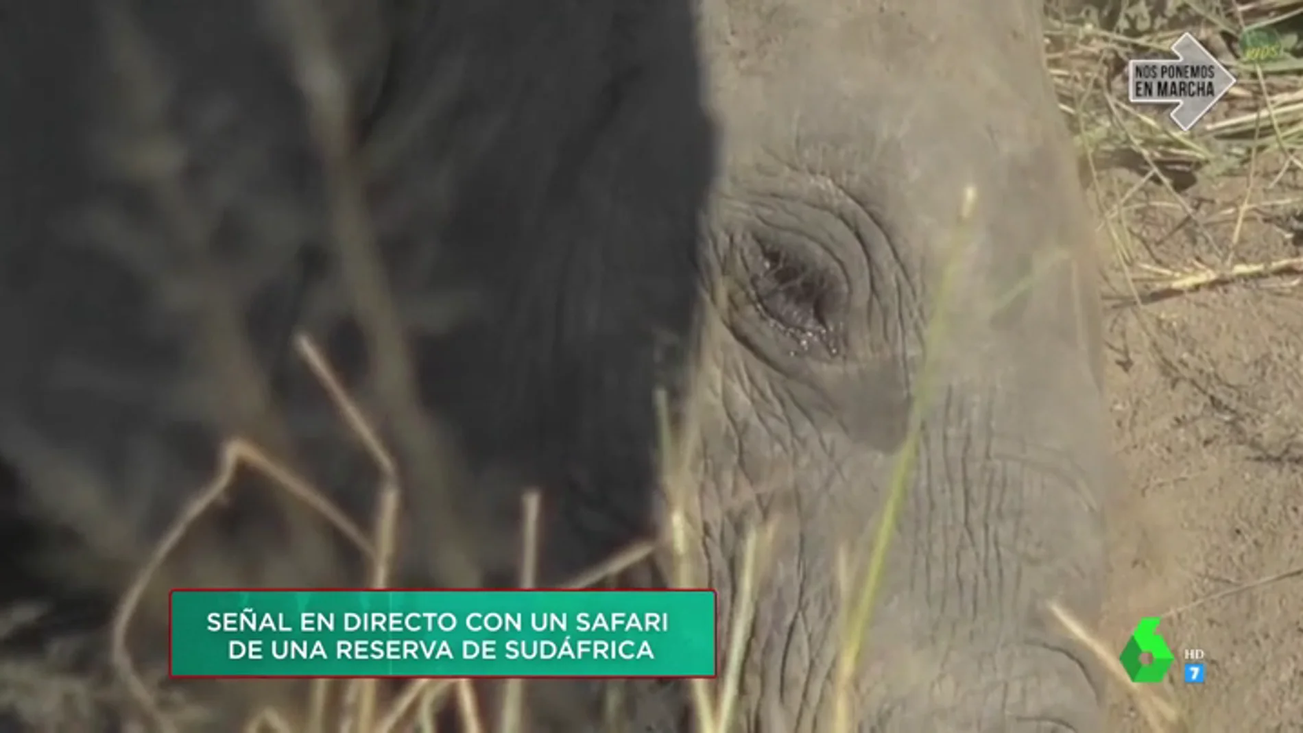 El emocionante momento en el que un elefante aparece "llorando" en Zapeando: así ha sido su conexión en directo con un safari