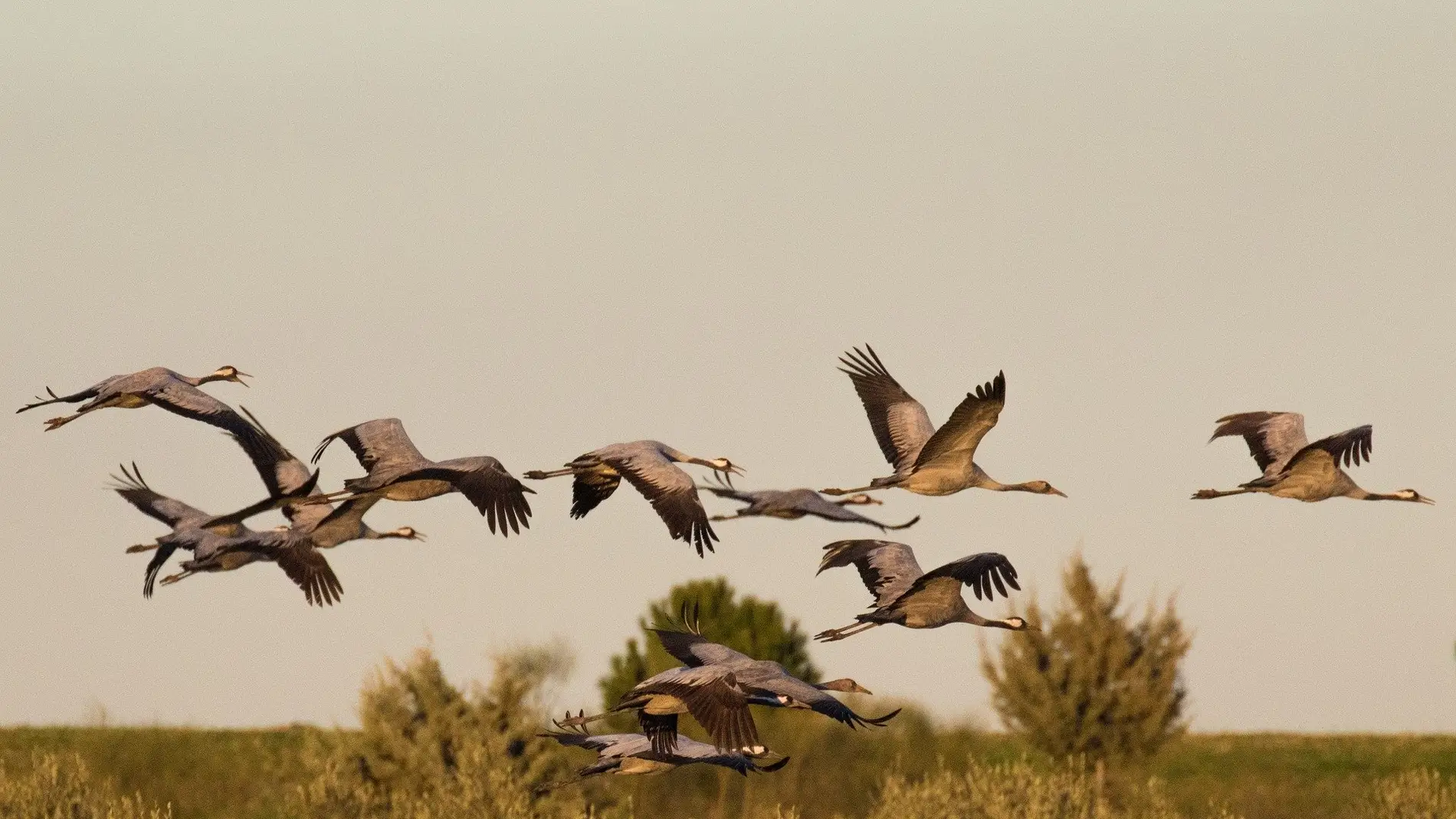 Grullas volando