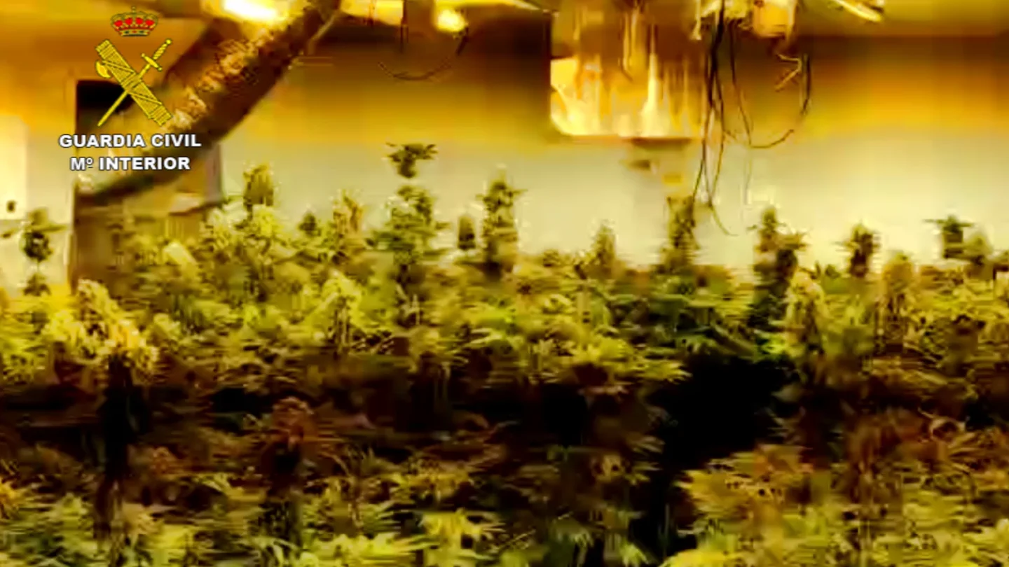 Plantación de Marihuana incautada en Almería. Plantación de Marihuana incautada en Almería.