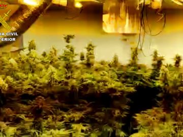 Plantación de Marihuana incautada en Almería. Plantación de Marihuana incautada en Almería.
