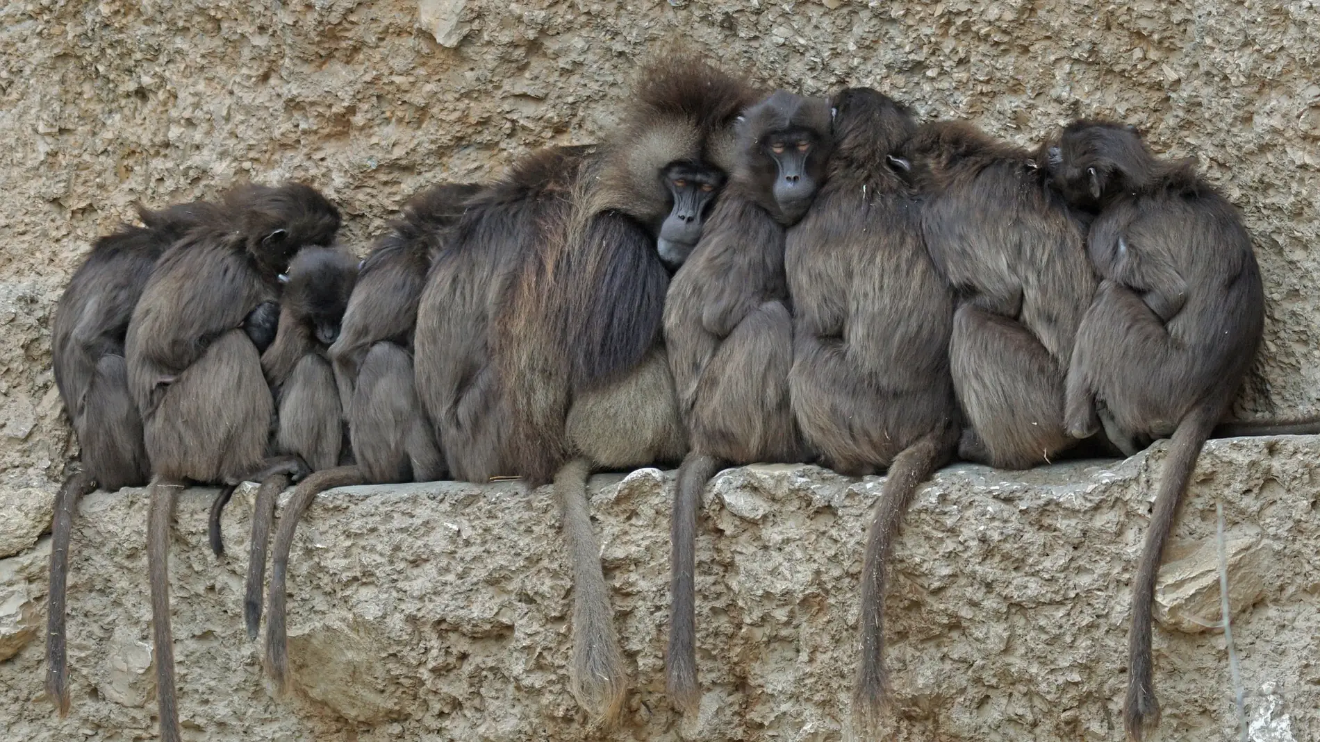 Grupo de babuinos