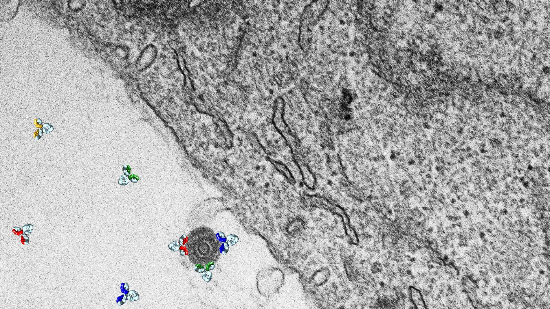 Estudian el potencial de los anticuerpos neutralizantes en tratamientos y vacunas