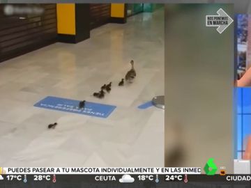 Una familia de patos se adueña de un centro comercial en Cádiz vacío a causa del confinamiento Una familia de patos se adueña de un centro comercial en Cádiz vacío a causa del confinamiento