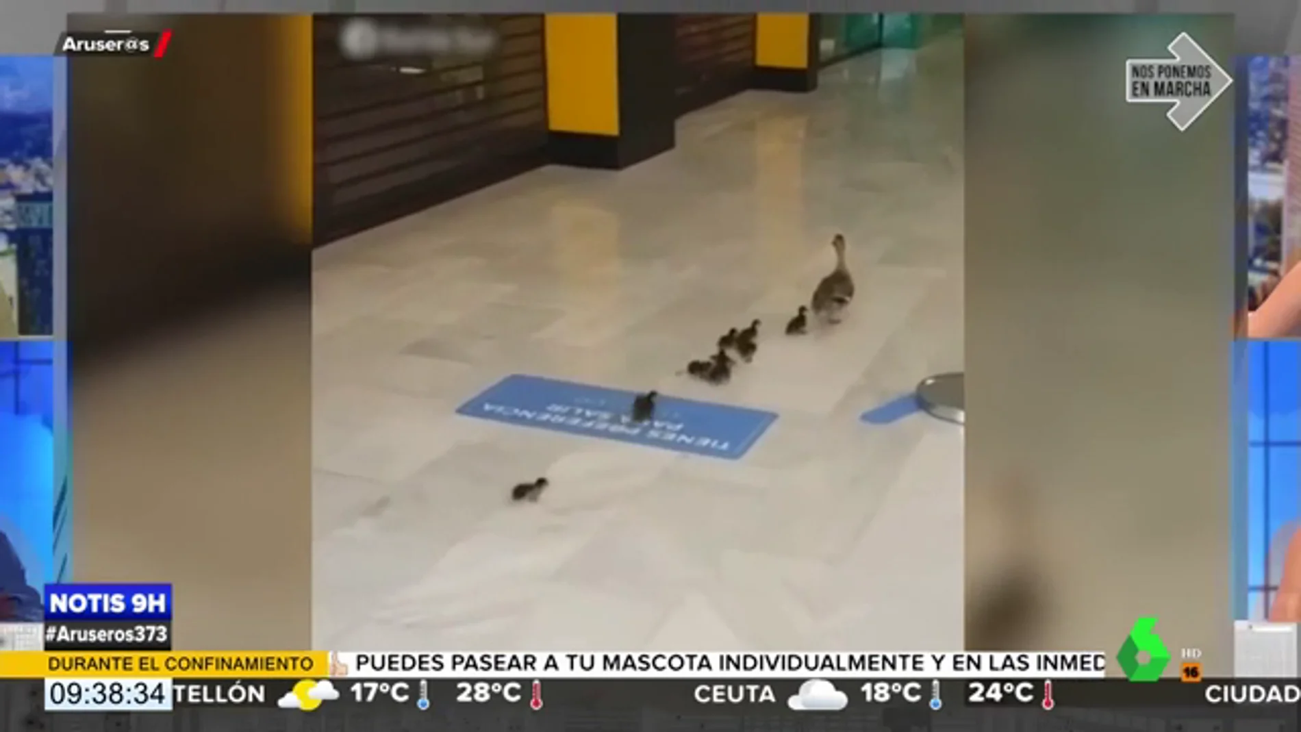 Una familia de patos se adueña de un centro comercial en Cádiz vacío a causa del confinamiento