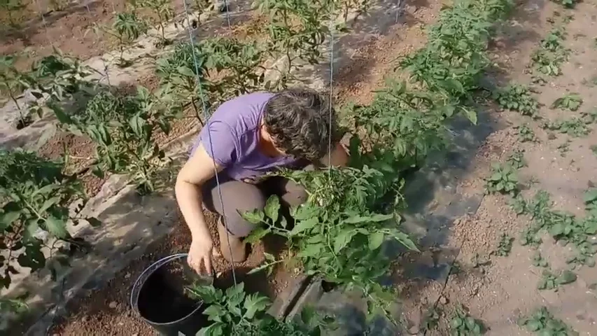 Cómo subsistir con la compra local o el valor de la comida: enseñanzas de una pandemia