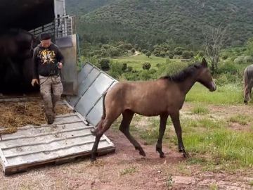 La cara más dura de vivir en el medio rural: "No tienes sábados ni domingos y tienes que renunciar a la cultura" La cara más dura de vivir en el medio rural: "No tienes sábados ni domingos y tienes que renunciar a la cultura"