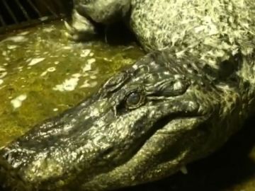 Imagen de 'Saturno', el cocodrilo que ha fallecido a los 84 años Imagen de 'Saturno', el cocodrilo que ha fallecido a los 84 años