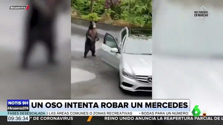 El sorprendente vídeo que muestra las habilidades de un oso para robar un Mercedes