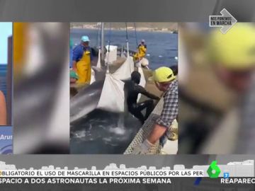 Unos pescadores rescatan a un delfín de 200 kilos atrapado en una almadraba en Murcia Unos pescadores rescatan a un delfín de 200 kilos atrapado en una almadraba en Murcia