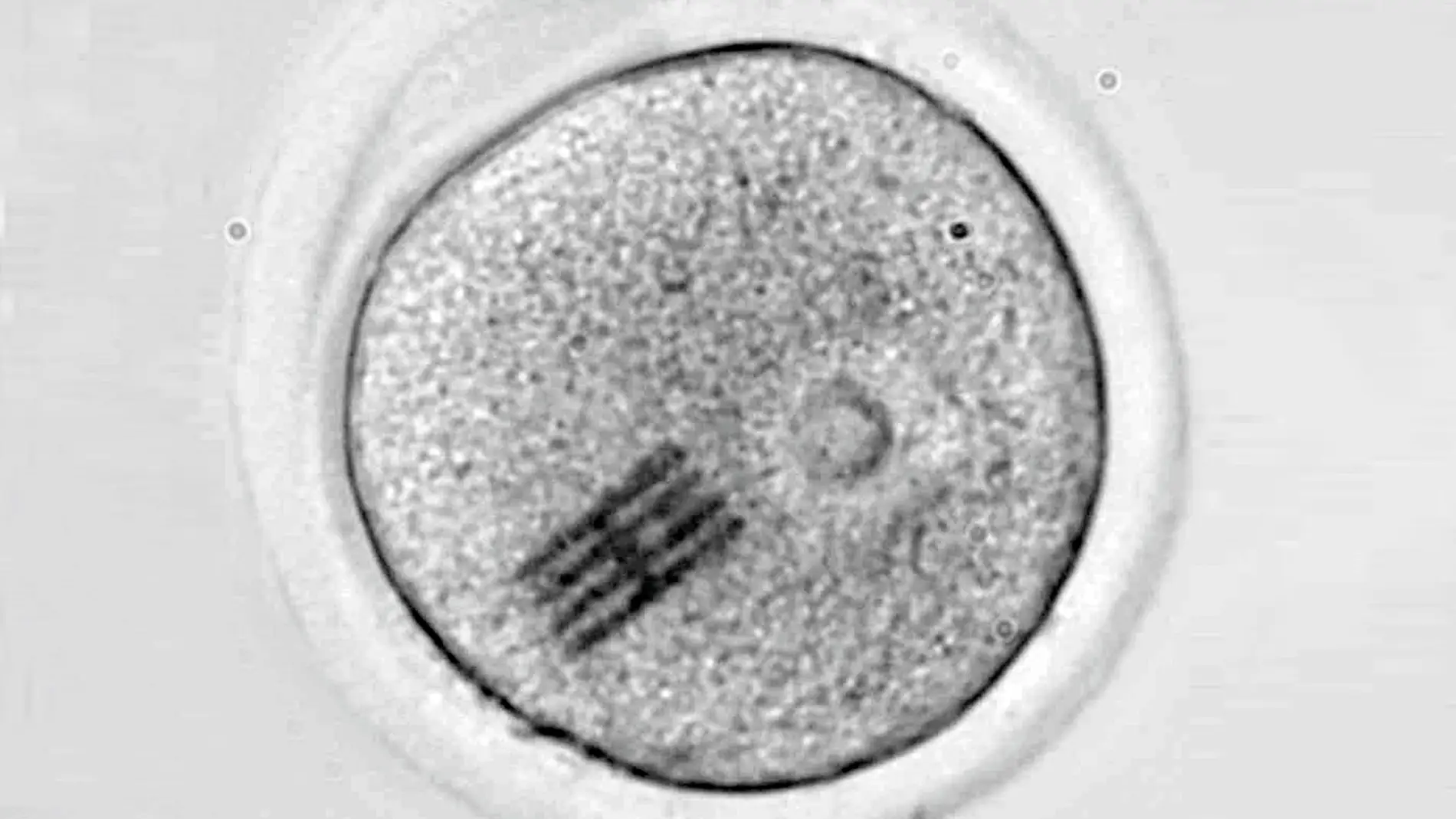 Chips en ovulos para estudiar las primeras fases del desarrollo