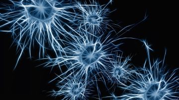 neuronas