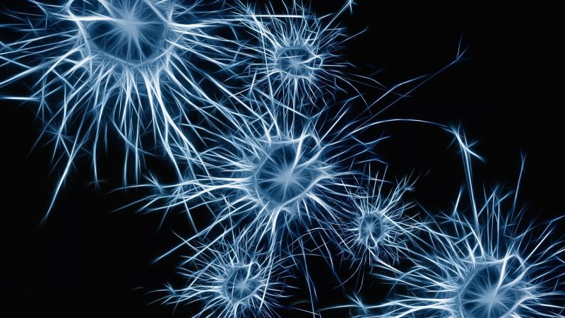 Las neuronas se regeneran casi toda nuestra vida