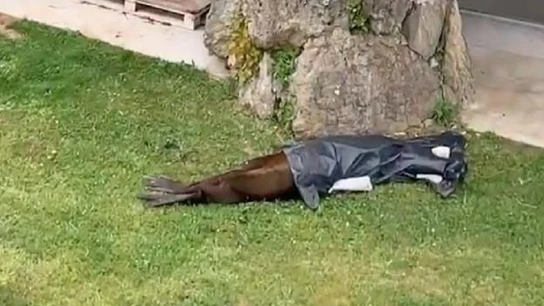 Imagen del león marino fallecido en el zoo de la Magdalena Imagen del león marino fallecido en el zoo de la Magdalena