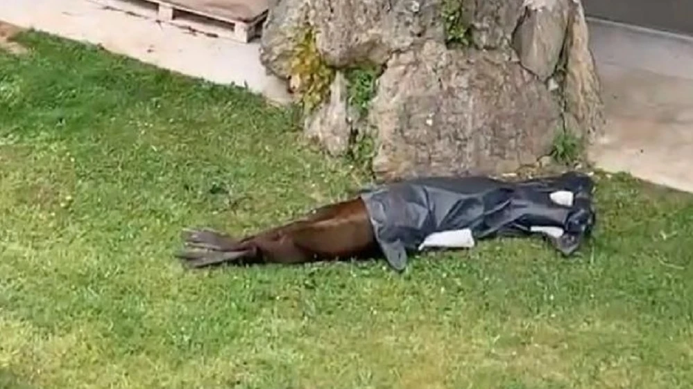 Imagen del león marino fallecido en el zoo de la Magdalena