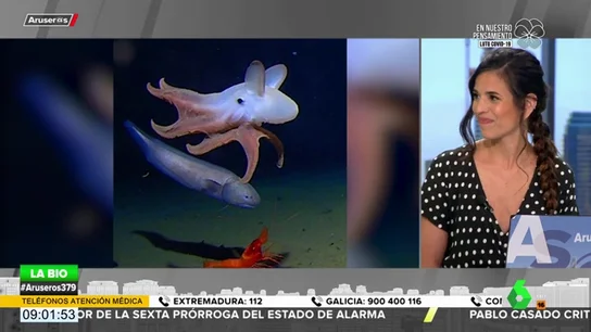 Encuentran a un pulpo 'Dumbo' a 7.000 metros de profundidad, el récord mundial para su especie Encuentran a un pulpo 'Dumbo' a 7.000 metros de profundidad, el récord mundial para su especie
