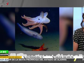 Encuentran a un pulpo 'Dumbo' a 7.000 metros de profundidad, el récord mundial para su especie Encuentran a un pulpo 'Dumbo' a 7.000 metros de profundidad, el récord mundial para su especie