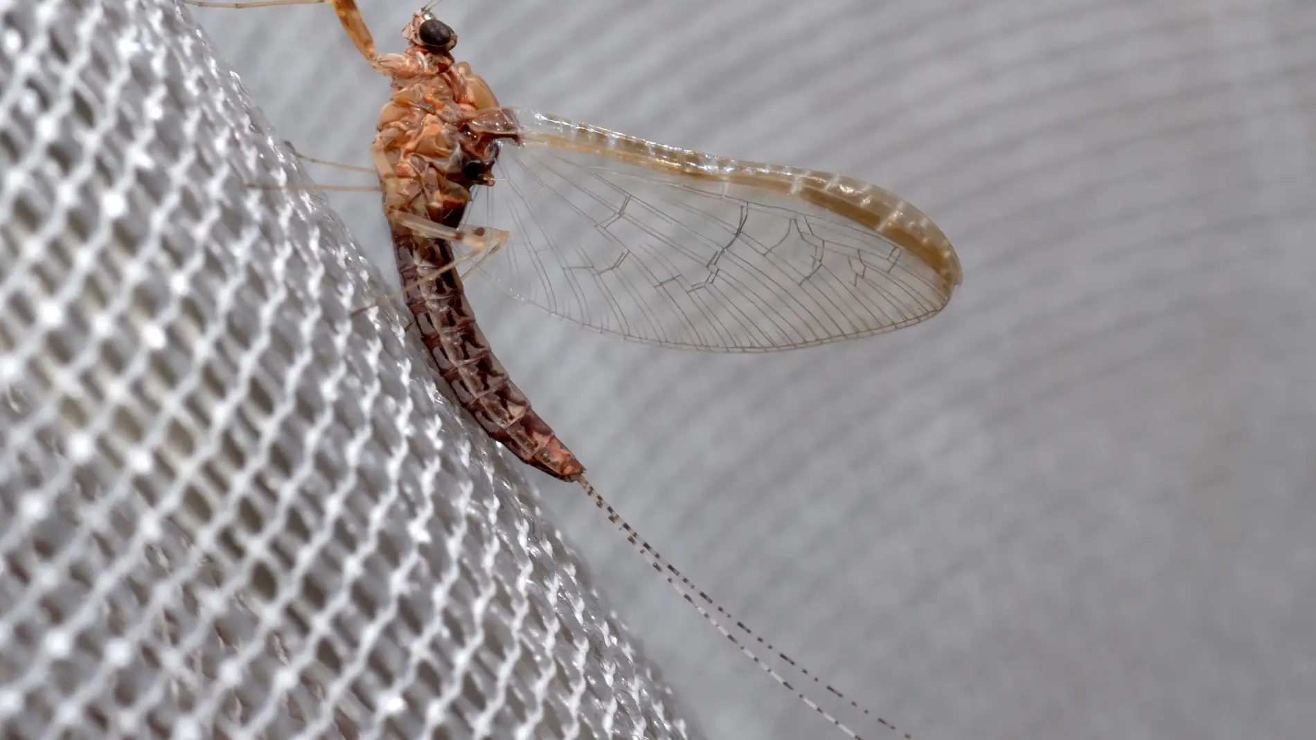 Las alas de los insectos y las branquias de las efimeras podrian compartir origen evolutivo