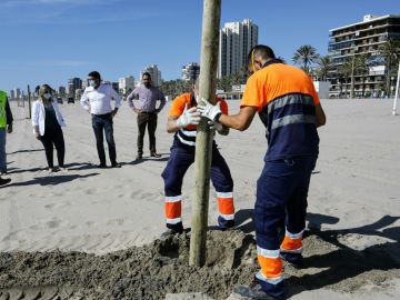 Instalación de señalización para mantener la distancia de seguridad en la playa de Alicante Instalación de señalización para mantener la distancia de seguridad en la playa de Alicante