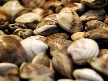 Almejas Almejas