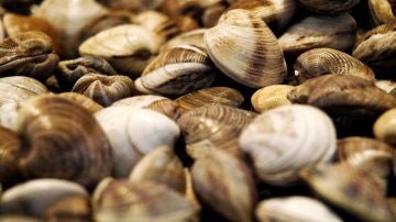 Almejas
