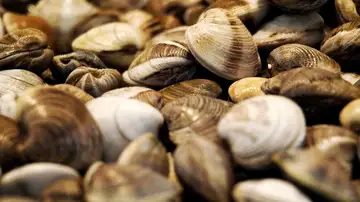 Almejas Almejas
