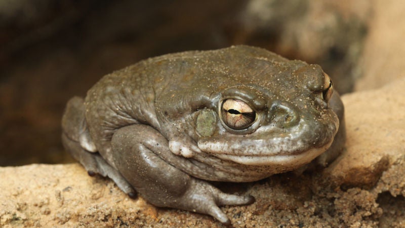 ¿Qué es el veneno del sapo bufo y cómo es el ritual por el que han detenido a Nacho Vidal?