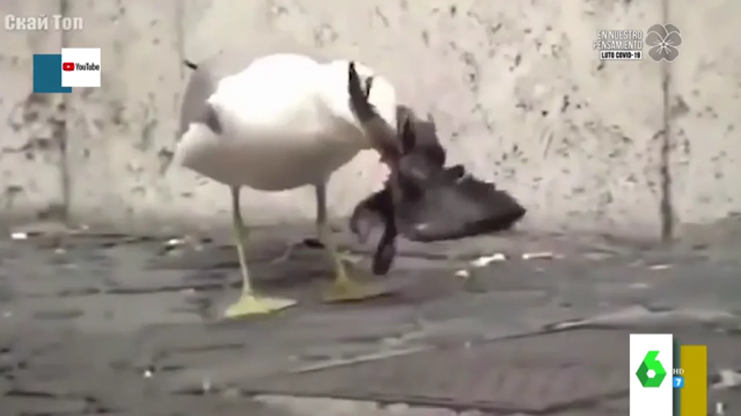 El impactante vídeo en el que una gaviota se come a una paloma: "Parece una serpiente" El impactante vídeo en el que una gaviota se come a una paloma: "Parece una serpiente"