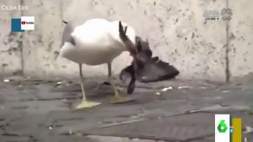 El impactante vídeo en el que una gaviota se come a una paloma: "Parece una serpiente"
