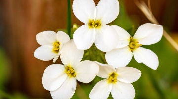 Identifican un nuevo mecanismo que regula la respuesta de las plantas a los estimulos medioambientales