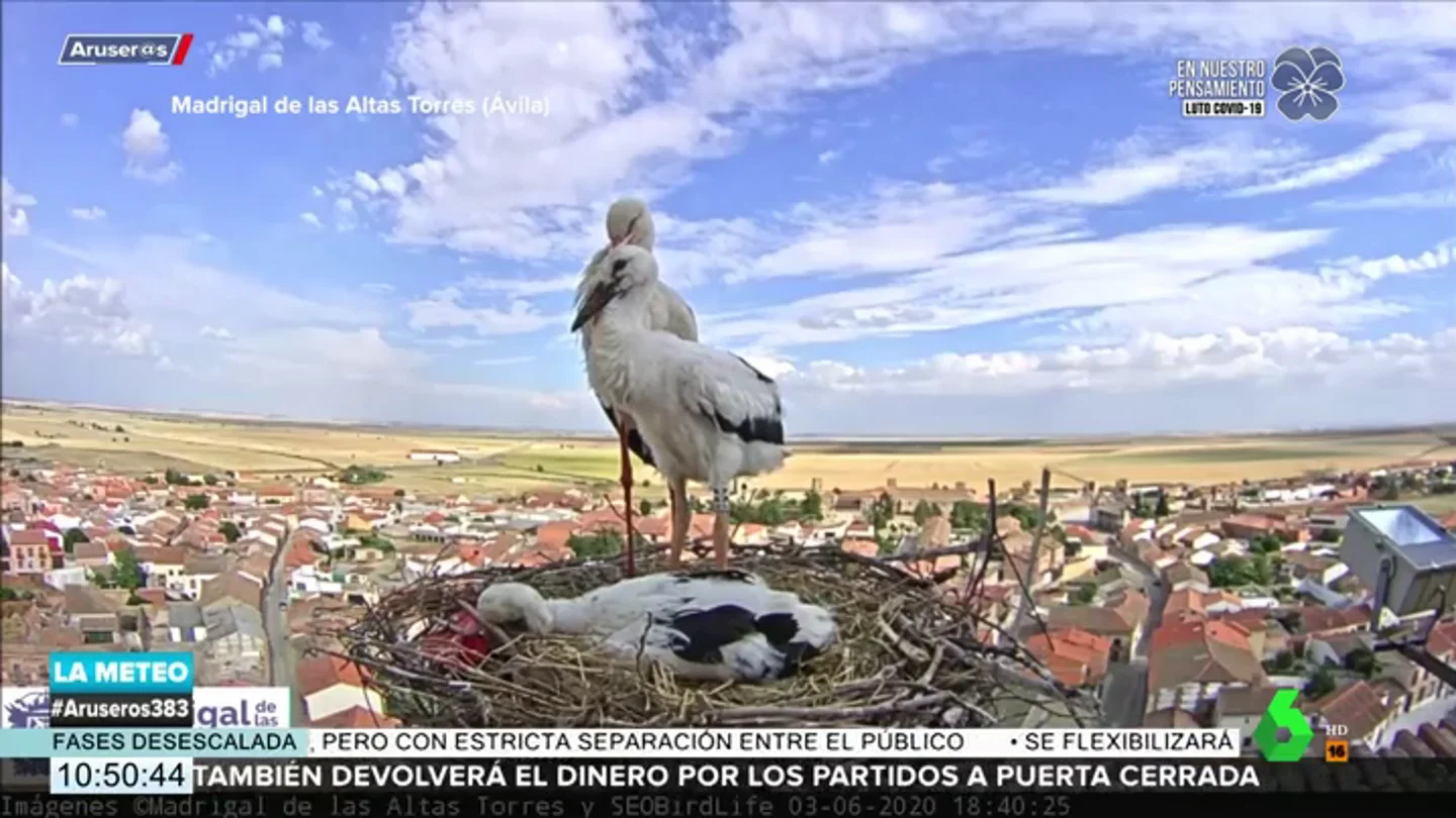 La emoción de Aruser@s tras apadrinar a Luna y Eros, dos cigüeñas del Madrigal de las Altas Torres La emoción de Aruser@s tras apadrinar a Luna y Eros, dos cigüeñas del Madrigal de las Altas Torres