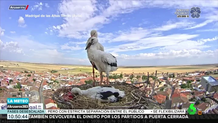 La emoción de Aruser@s tras apadrinar a Luna y Eros, dos cigüeñas del Madrigal de las Altas Torres