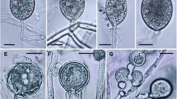 Este patogeno exotico limita la regeneracion del bosque mediterraneo