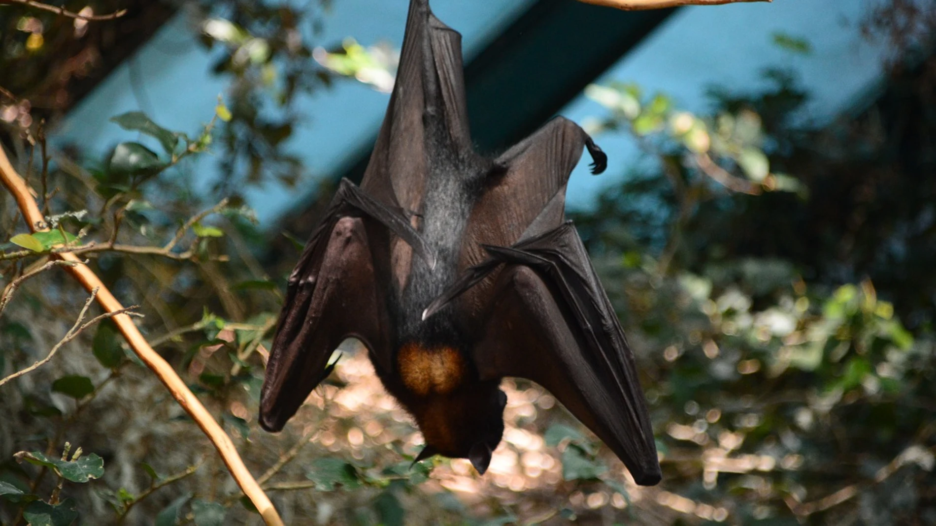 Imagen de archivo de un murciélago