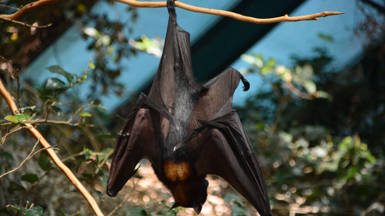 Imagen de archivo de un murciélago