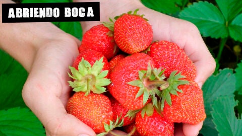 Imagen de archivo de fresas
