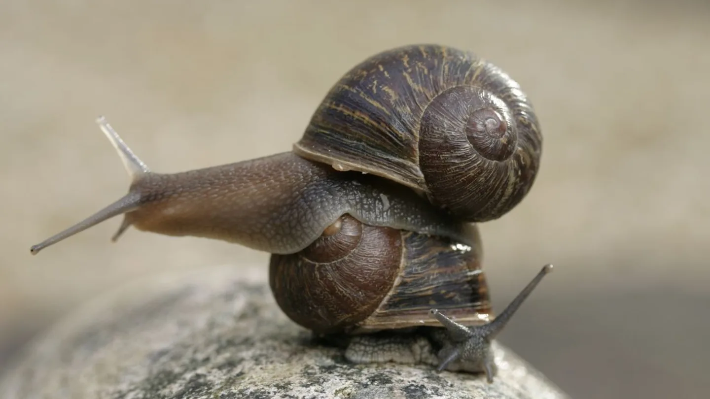 El caracol Jeremy El caracol Jeremy