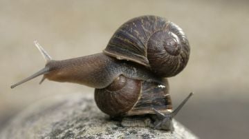 El caracol Jeremy