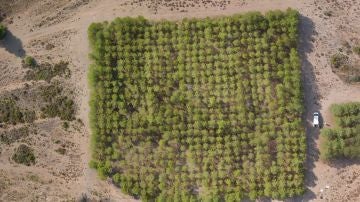 El cambio climatico ralentizara hasta un 75 el crecimiento de los bosques de pino carrasco