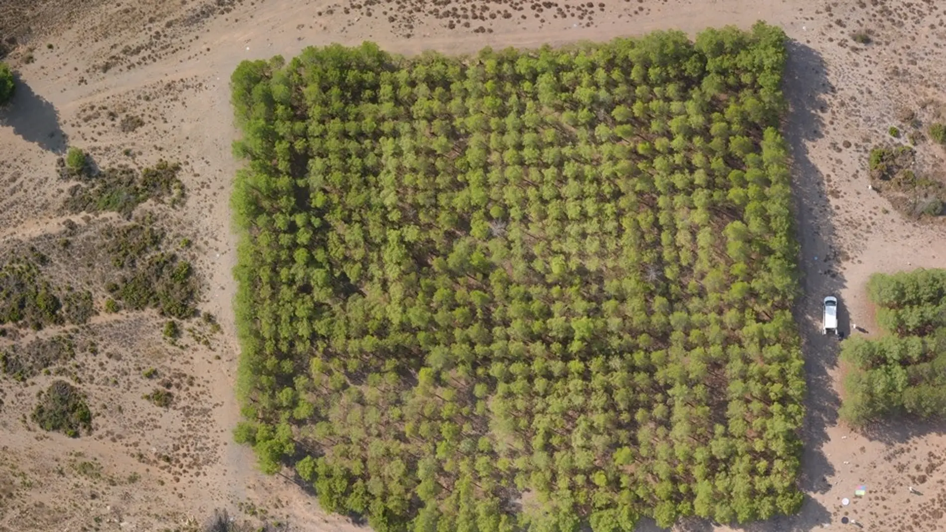 El cambio climatico ralentizara hasta un 75 el crecimiento de los bosques de pino carrasco