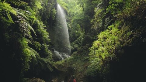 Los Tilos, La Palma