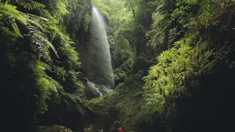 Los Tilos, La Palma Los Tilos, La Palma