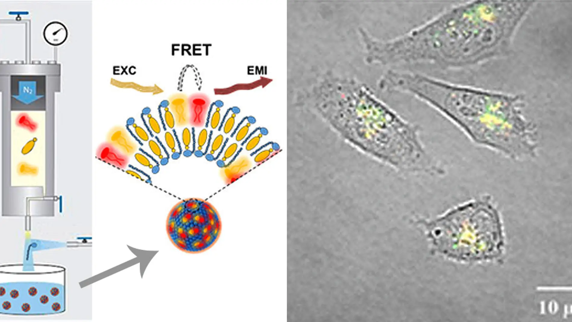 Nuevas nanoparticulas fluorescentes para ver el interior celular