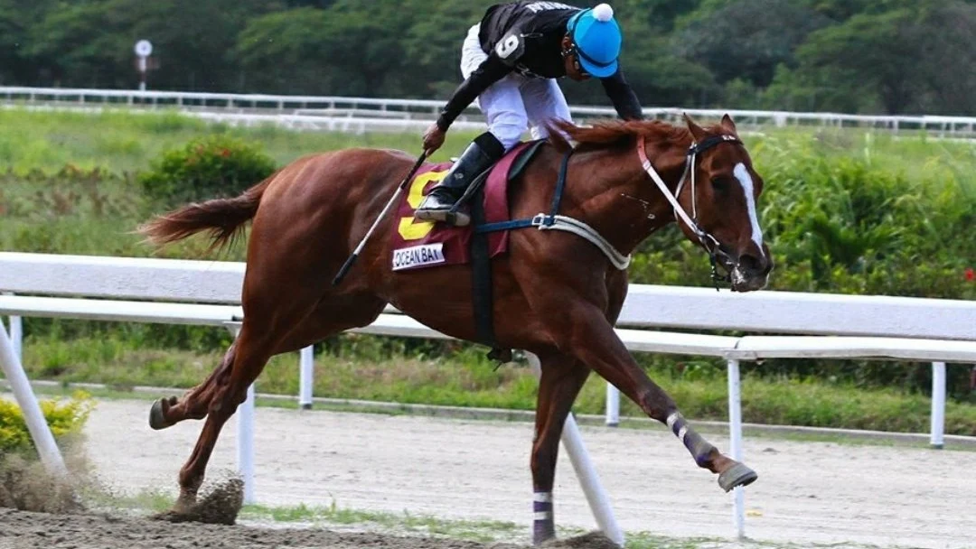 Ocean Bay, en una carrera