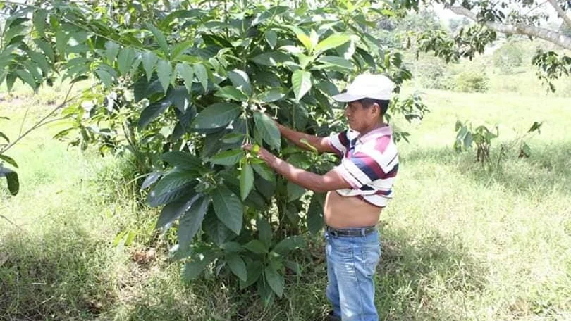 El científico Domingo Choc