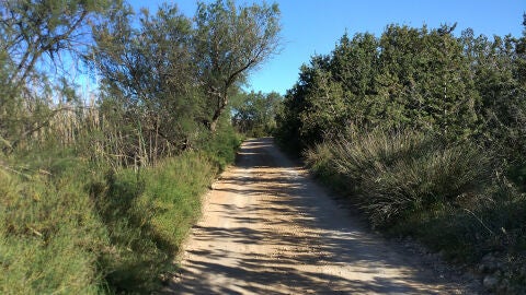 Ruta Brolls
