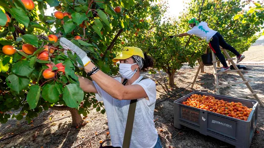 Agricultores en Murcia