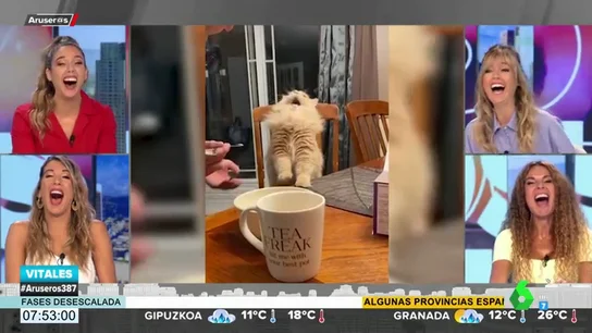 La curiosa reacción de un gato tras probar helado por primera vez La curiosa reacción de un gato tras probar helado por primera vez