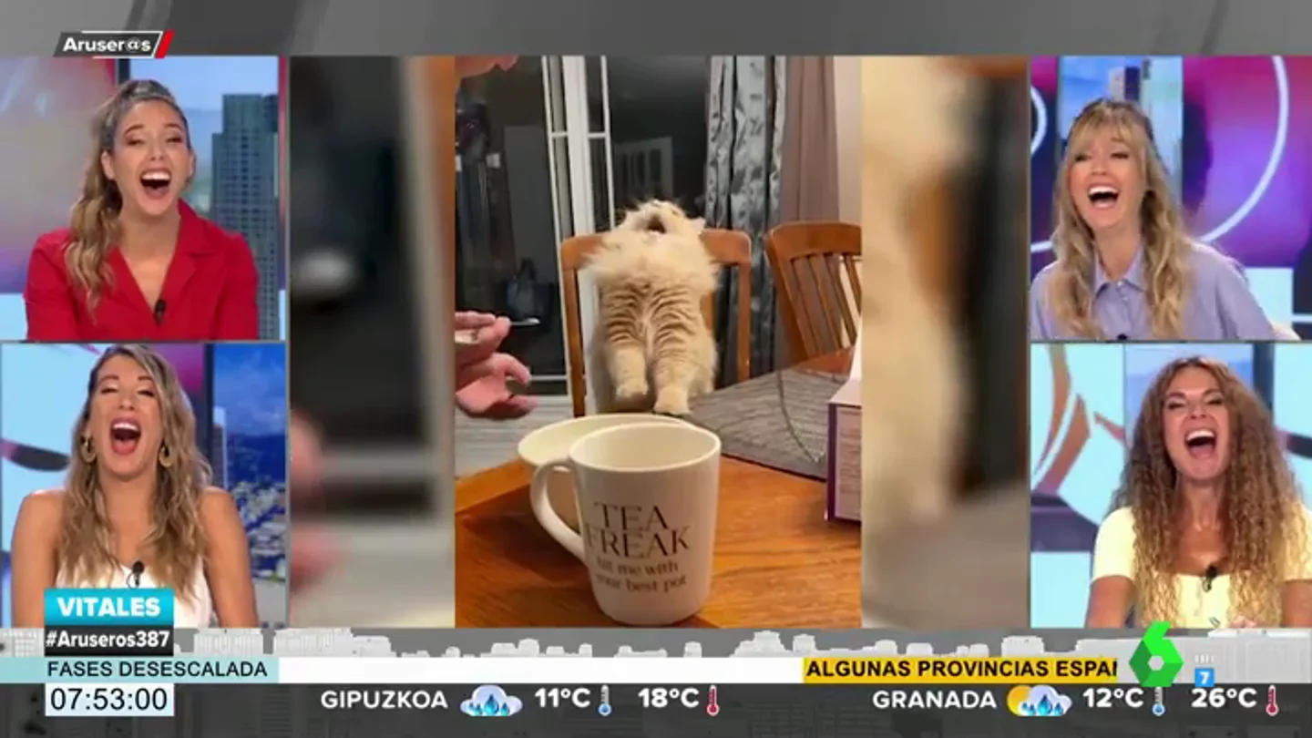 La curiosa reacción de un gato tras probar helado por primera vez La curiosa reacción de un gato tras probar helado por primera vez