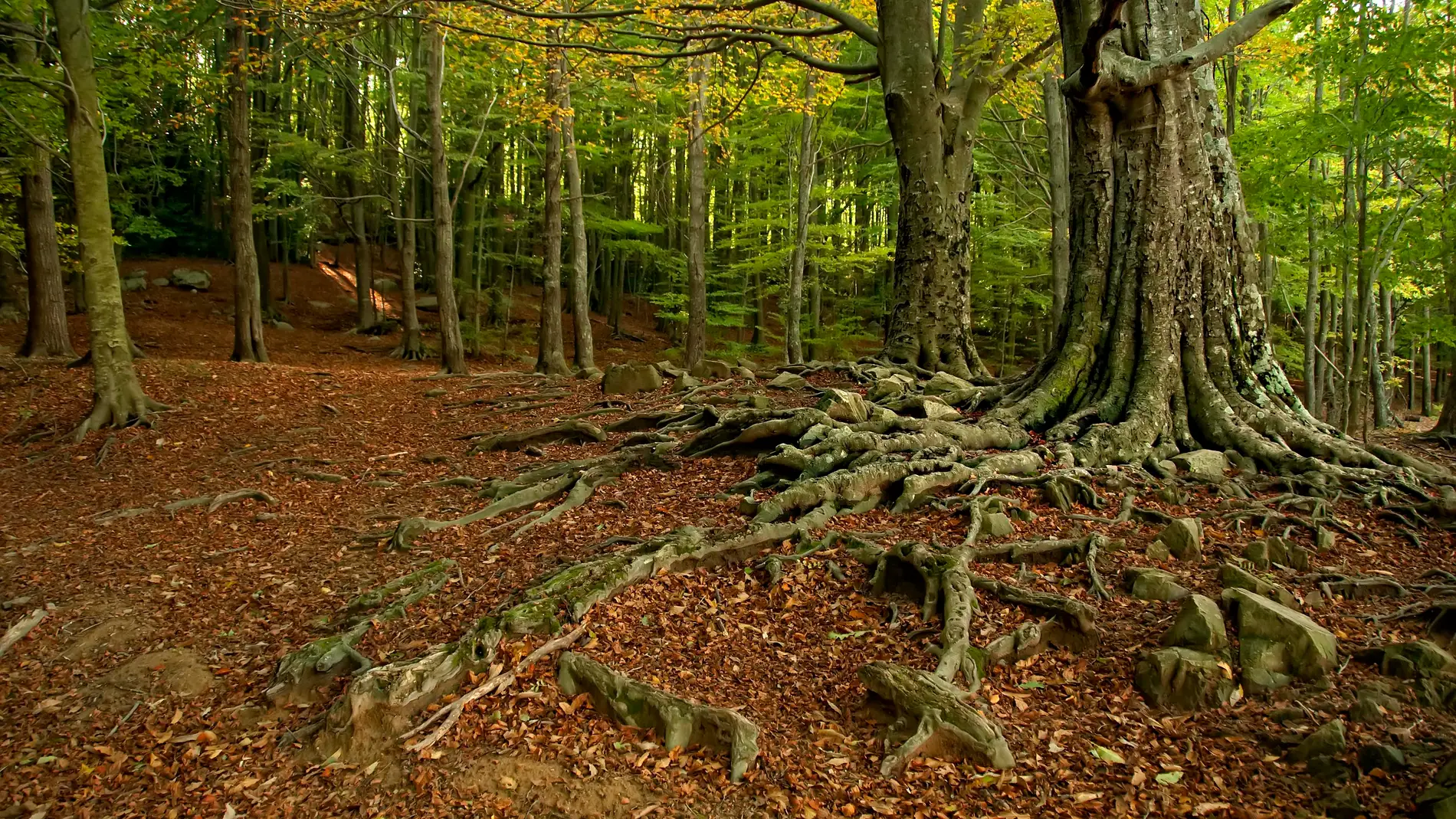 El ritmo con el que los bosques de Cataluna capturan CO2 disminuye un 17 en 25 anos